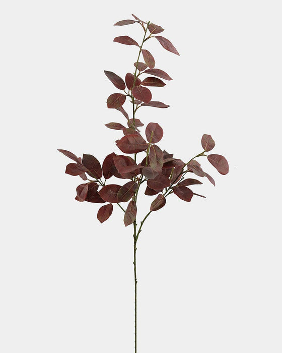 Burgundy Smoketree Foliage 41"
