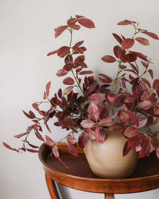 Burgundy Smoketree Foliage 41"
