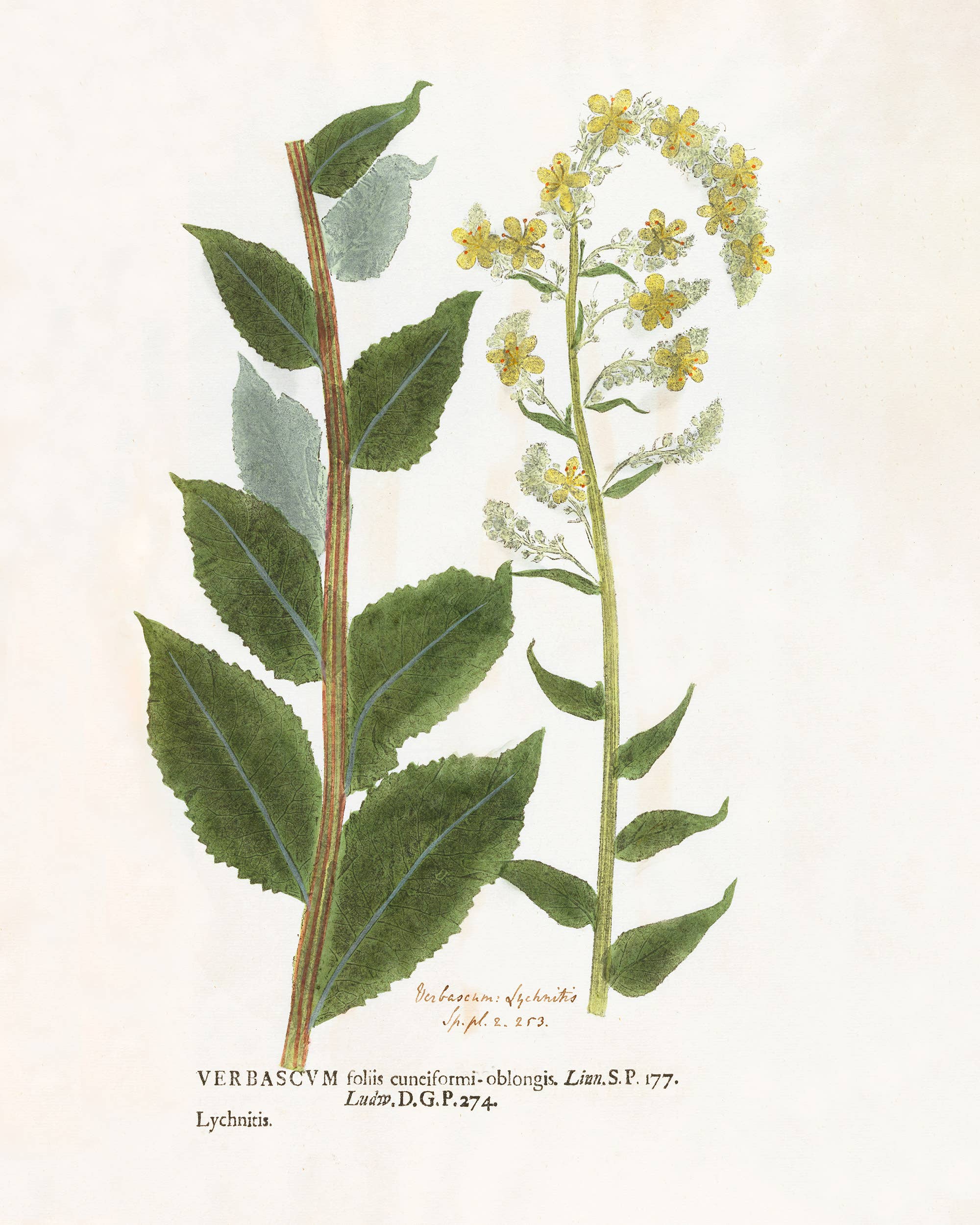 Collection Image
