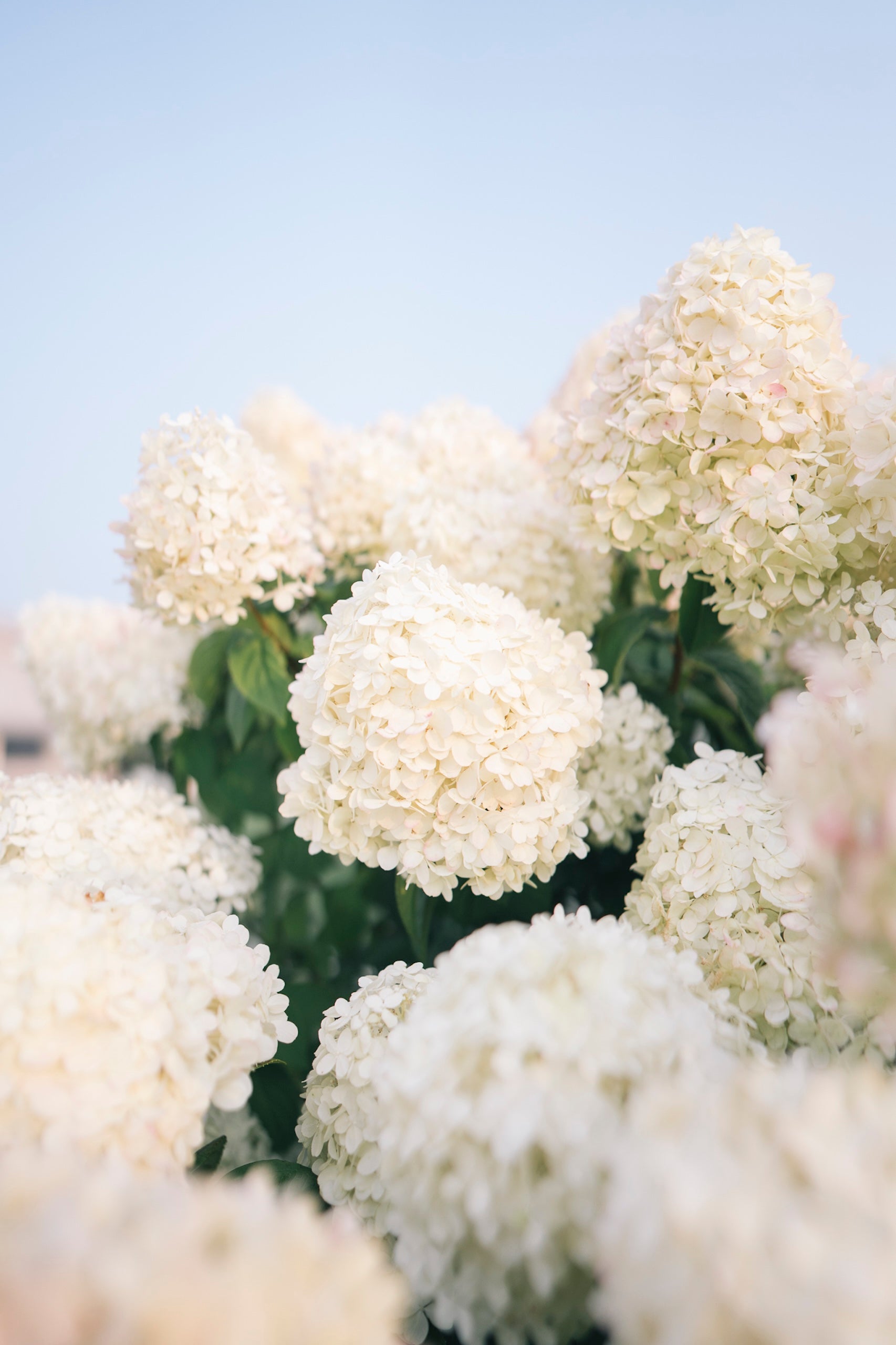 Close-up of white hydrangea flowers against a light blue sky.