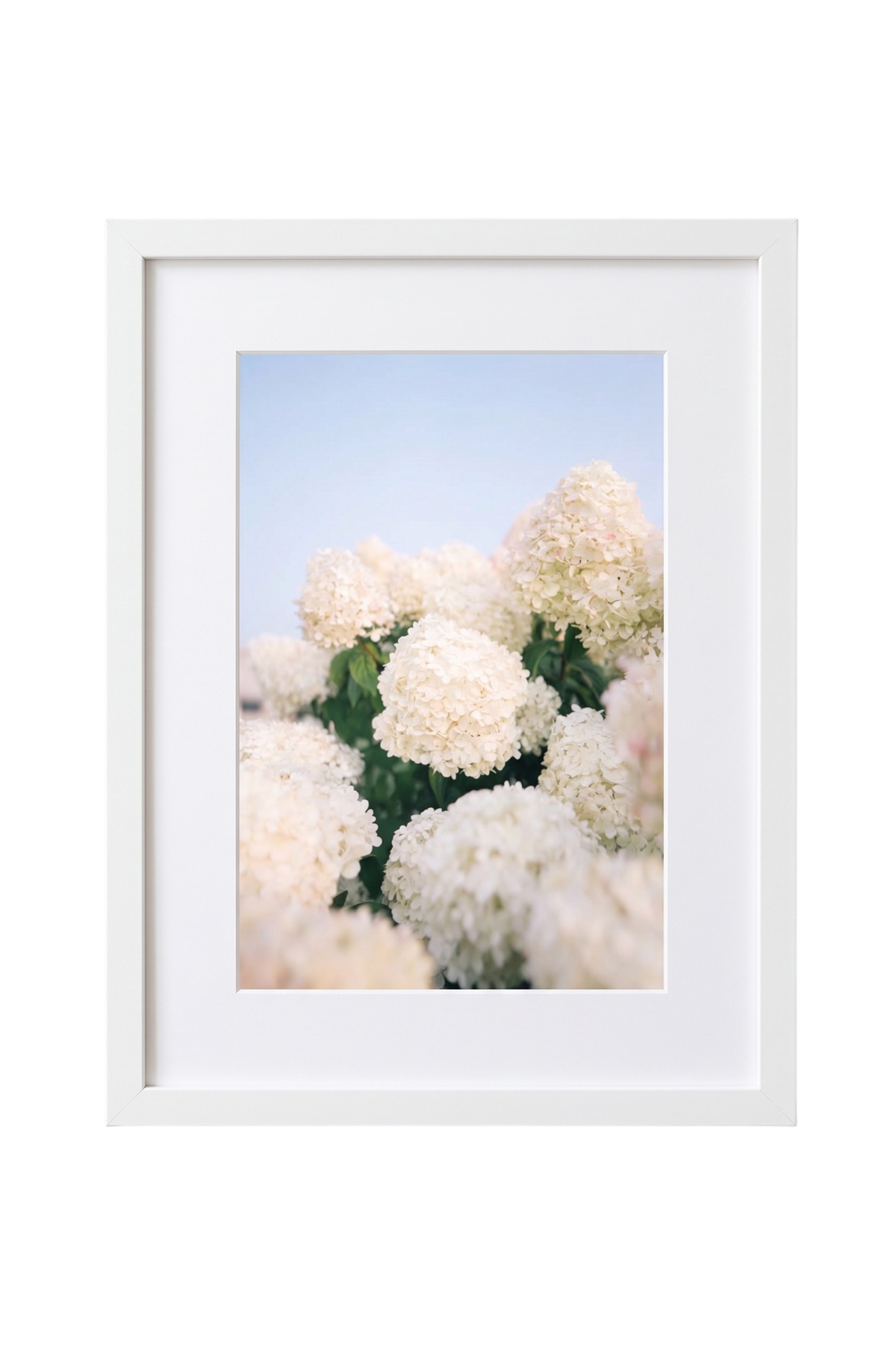 Hydrangea II
