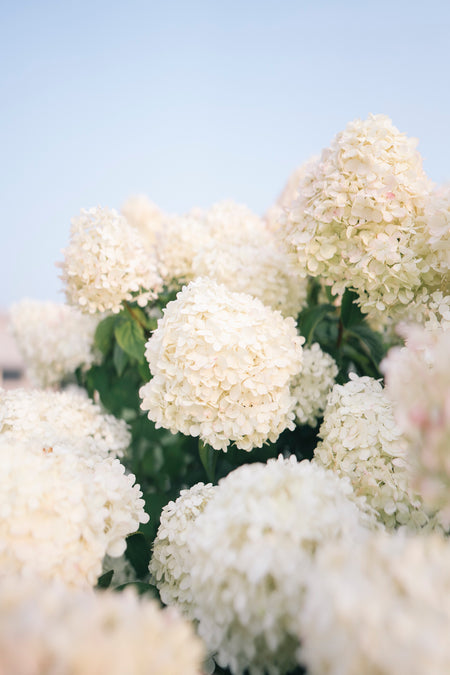 Close-up of white hydrangea flowers against a light blue sky.