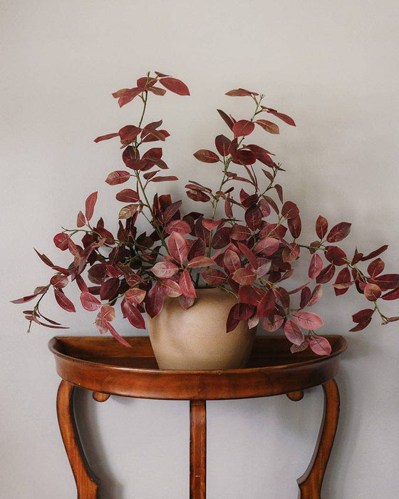 Burgundy Smoketree Foliage 41"