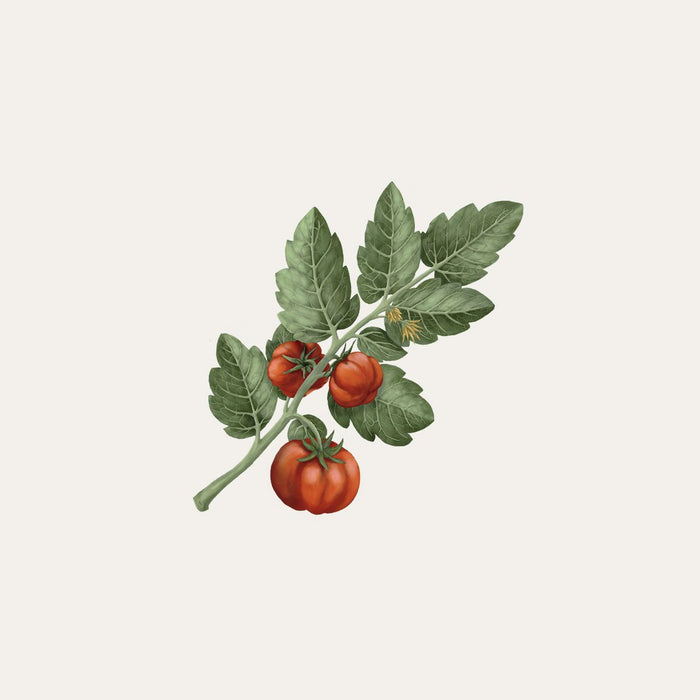 Lycopersicon Esculentum - Tomato