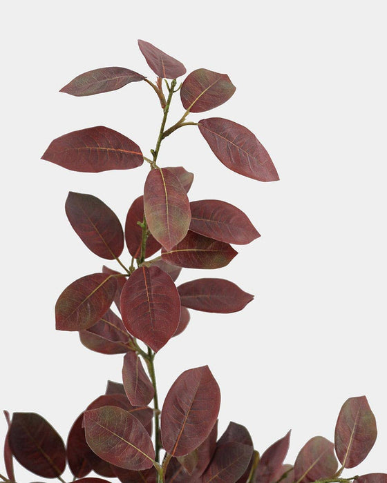 Burgundy Smoketree Foliage 41"